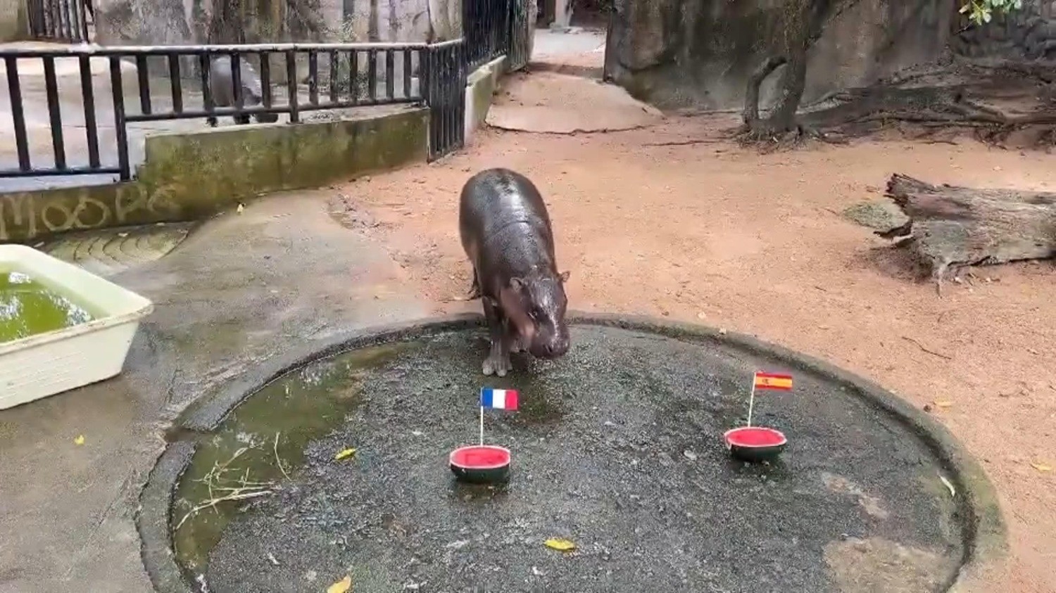 El hipopótamo viral Moo Deng predice una final Francia-Inglaterra en el Mundial