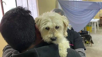 Alcalde de La Paz propone limitar el número de perros y gatos en el hogar Alcalde de La Paz propone limitar el número de perros y gatos en el hogar
