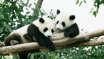 China regalará a Catar dos pandas gigantes con motivo del Mundial de fútbol China regalará a Catar dos pandas gigantes con motivo del Mundial de fútbol