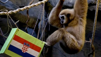 Un gibón del zoológico de Zagreb llamado Kent, predice una victoria de Croacia sobre Argentina Un gibón del zoológico de Zagreb llamado Kent, predice una victoria de Croacia sobre Argentina